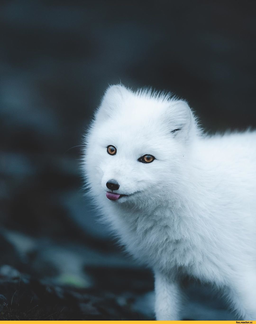 Песцы в Хибинах