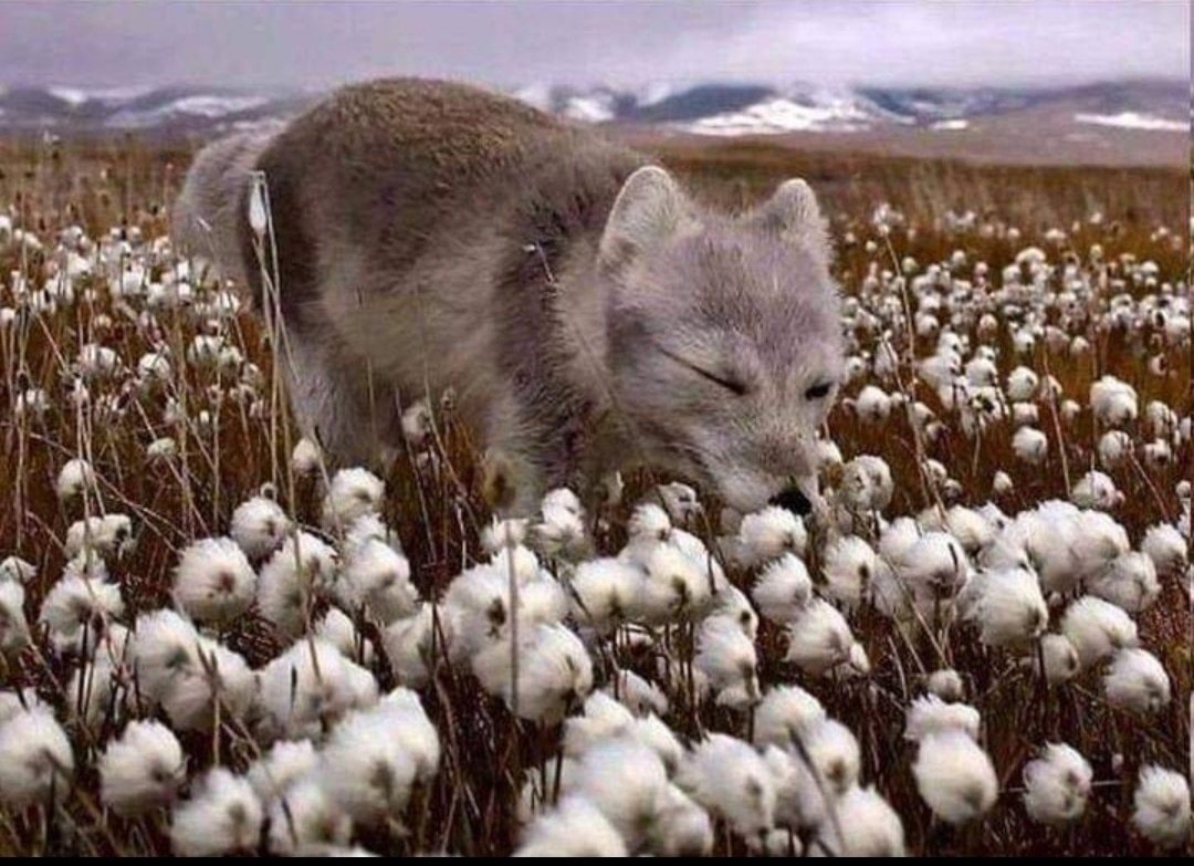 Полный песец.