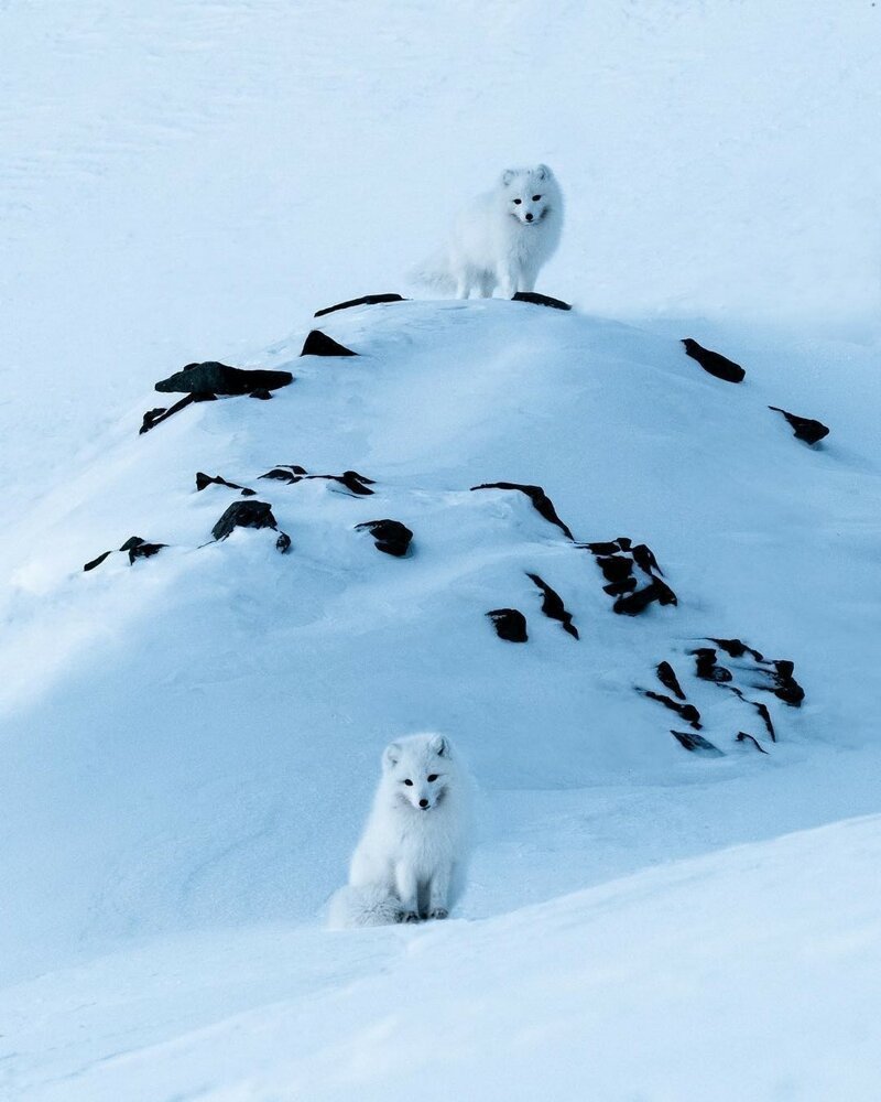 Финвал песец Арктика