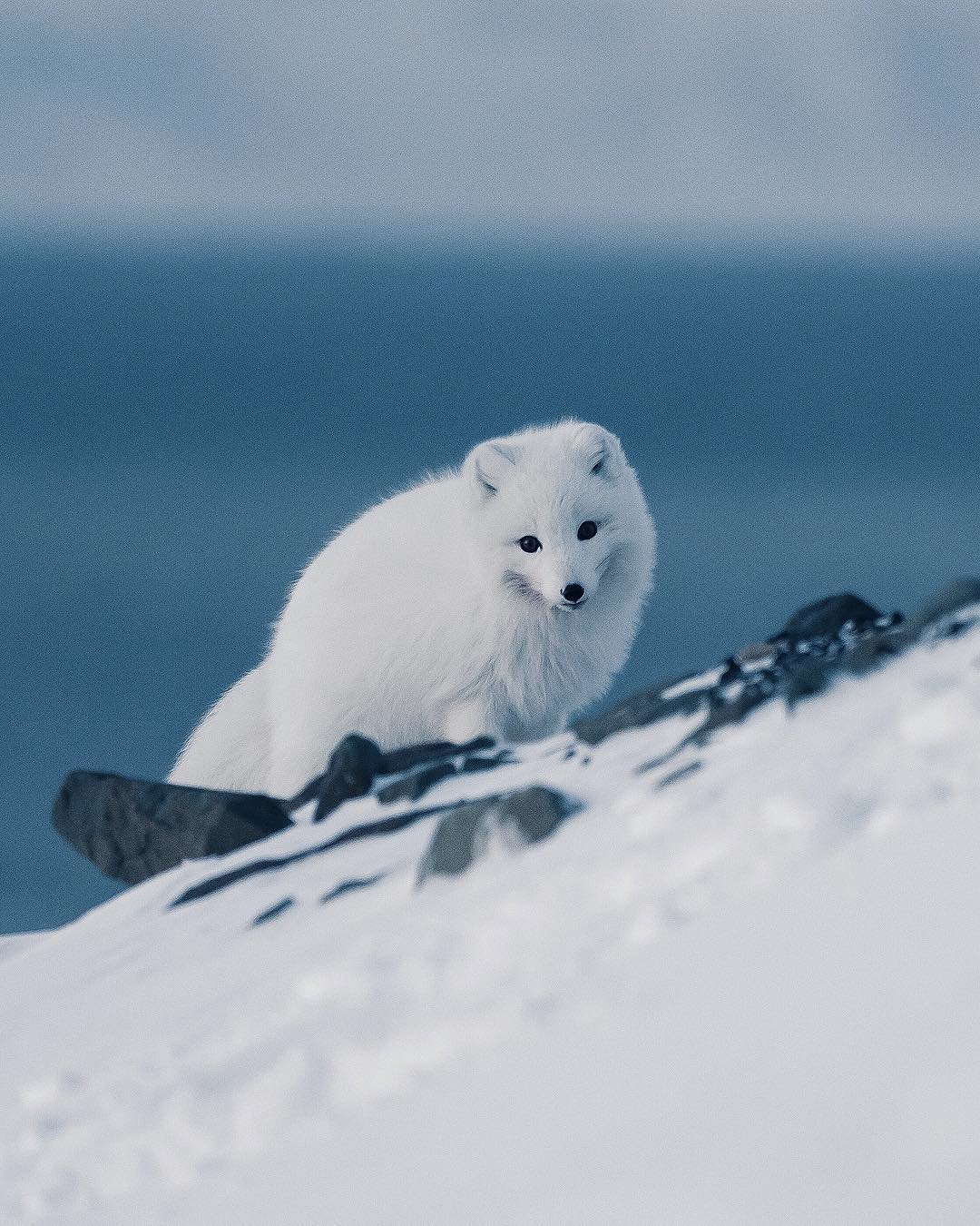 Песец Полярная лиса