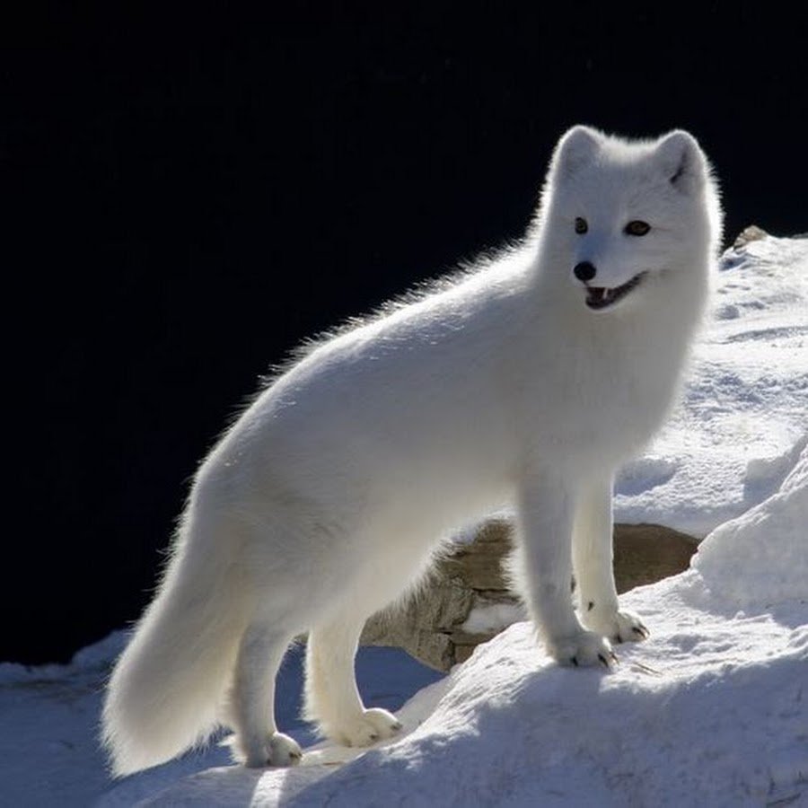 Песец на фоне снега