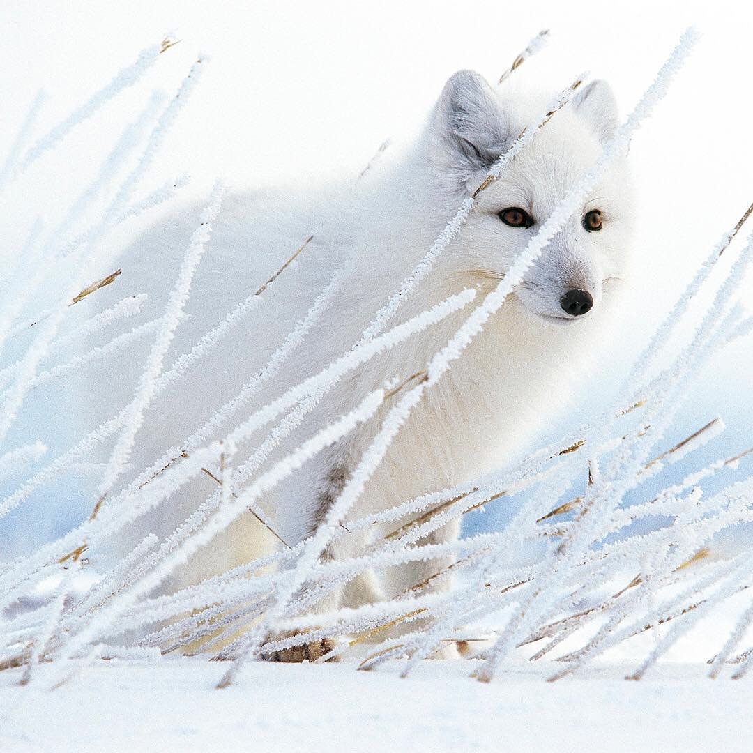 Песец в тундре