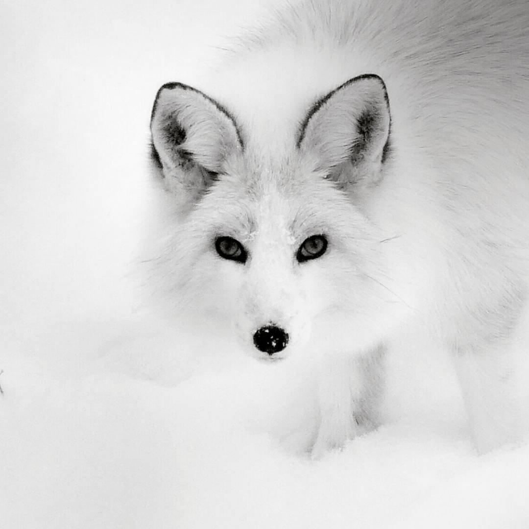 Красивый песец альбинос