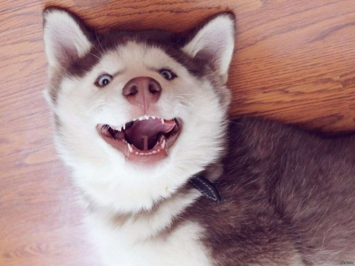 Смешная лайка