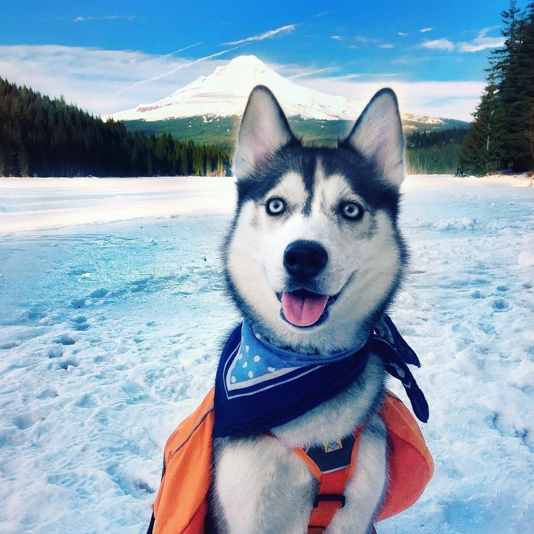 Сибирский хаски