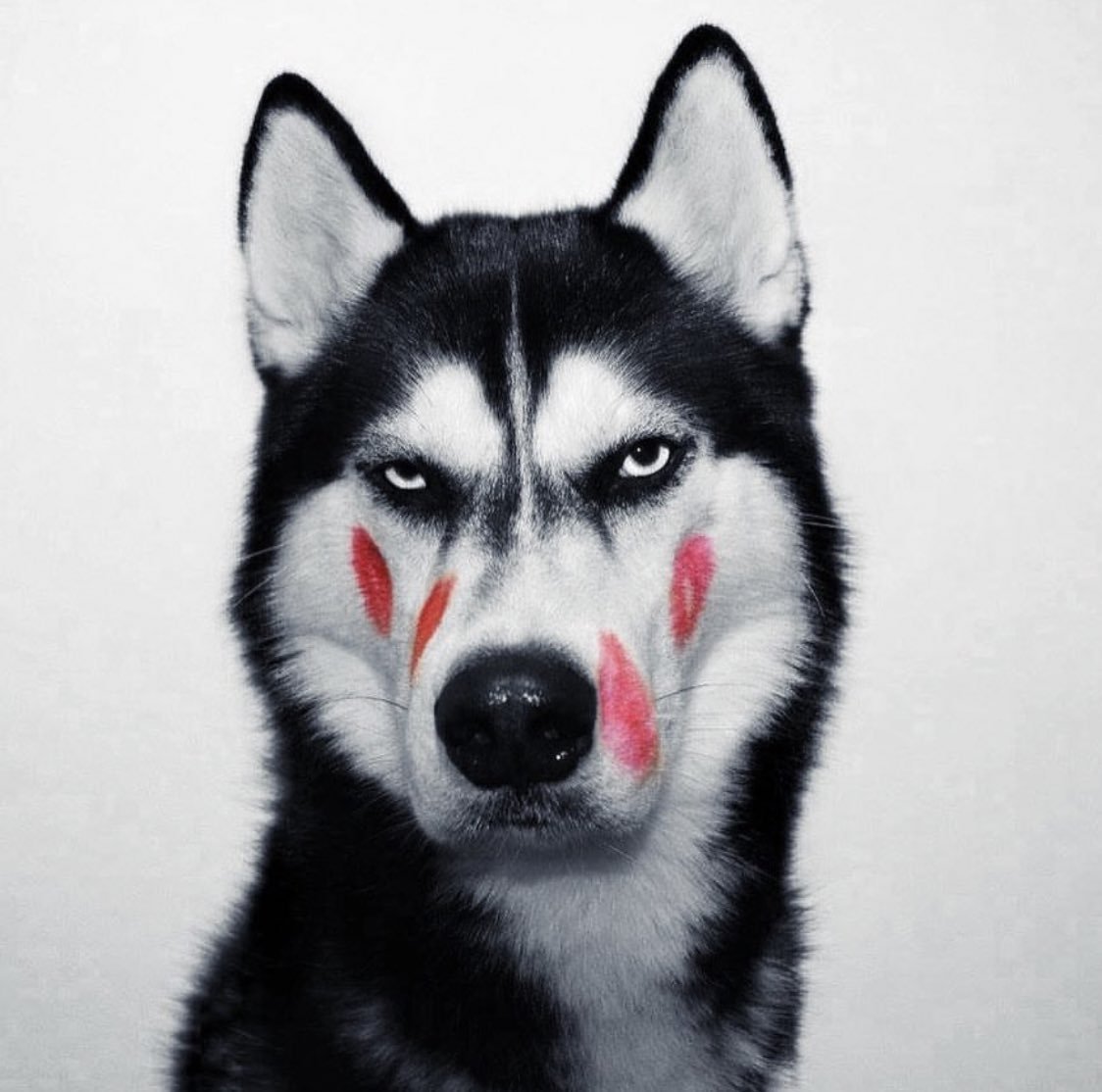 Бешеная хаски