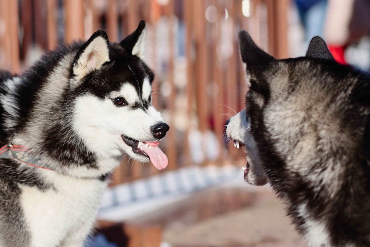 Забавные хаски