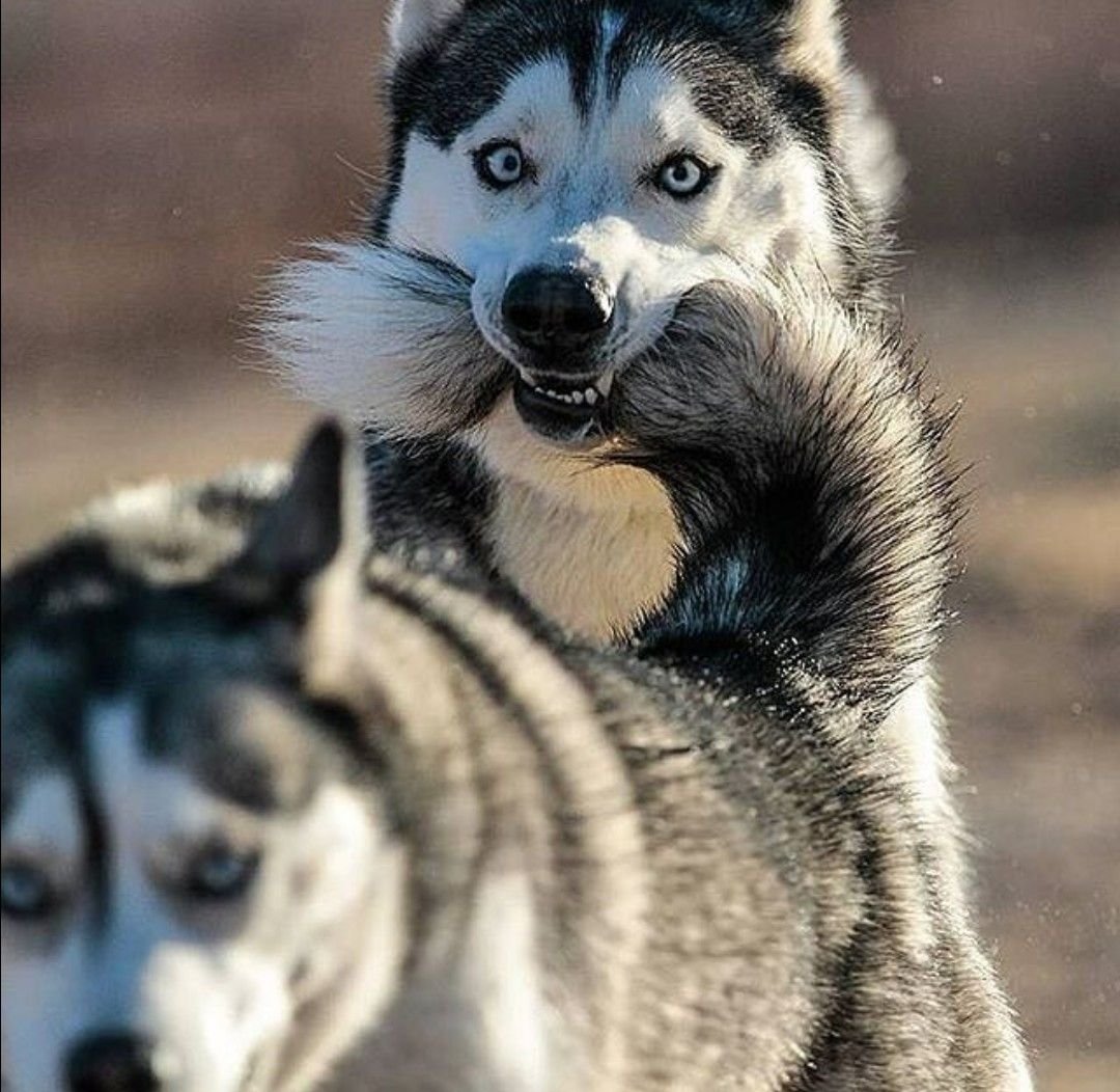 Хаски балбес