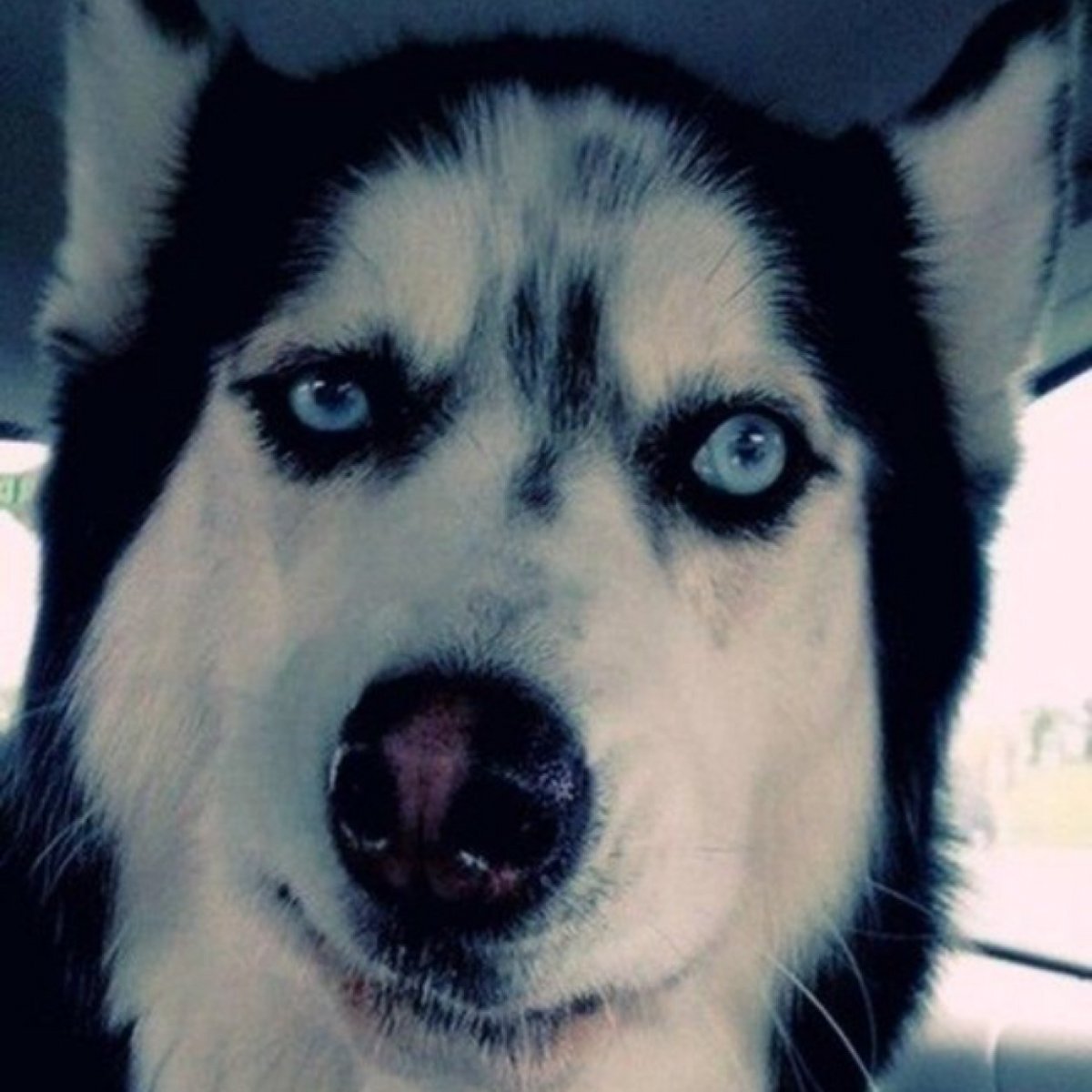 Хаски эмоции