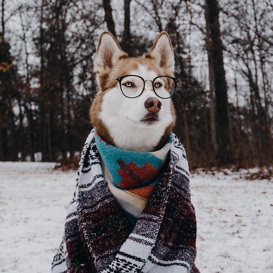 Собака в гирлянде