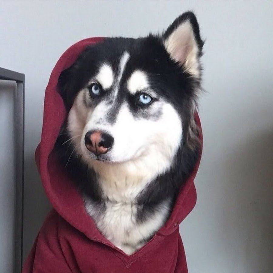 Хаски Ануко