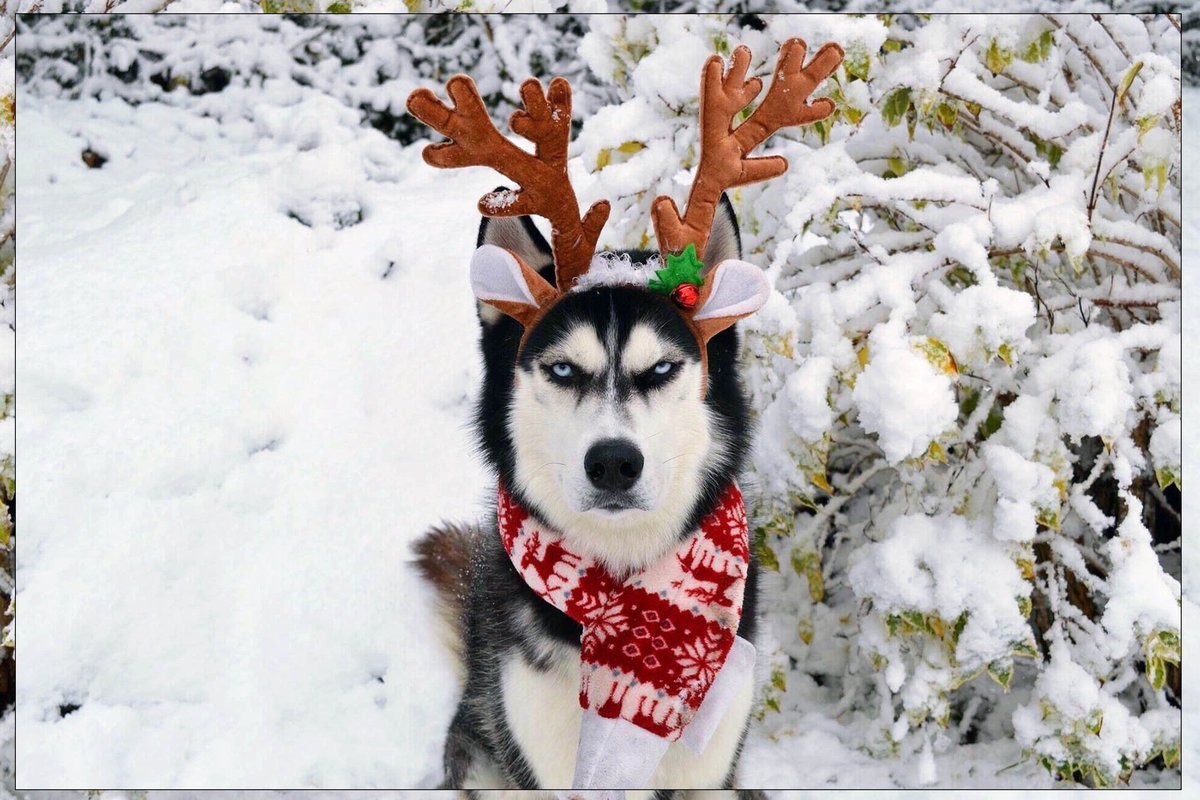 Смешные авы