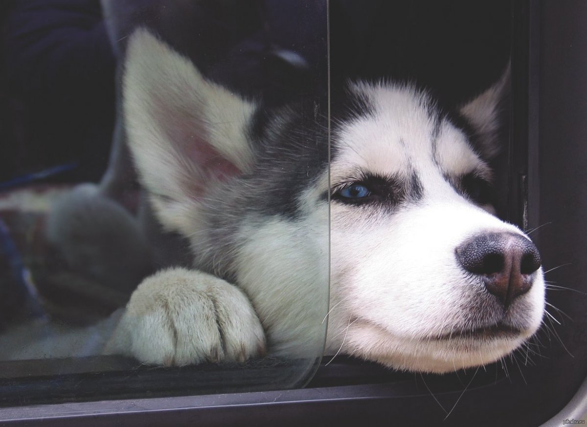 Хаски смешные