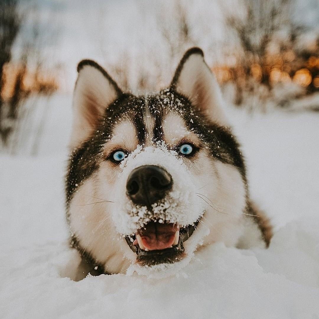 Хаски добрые