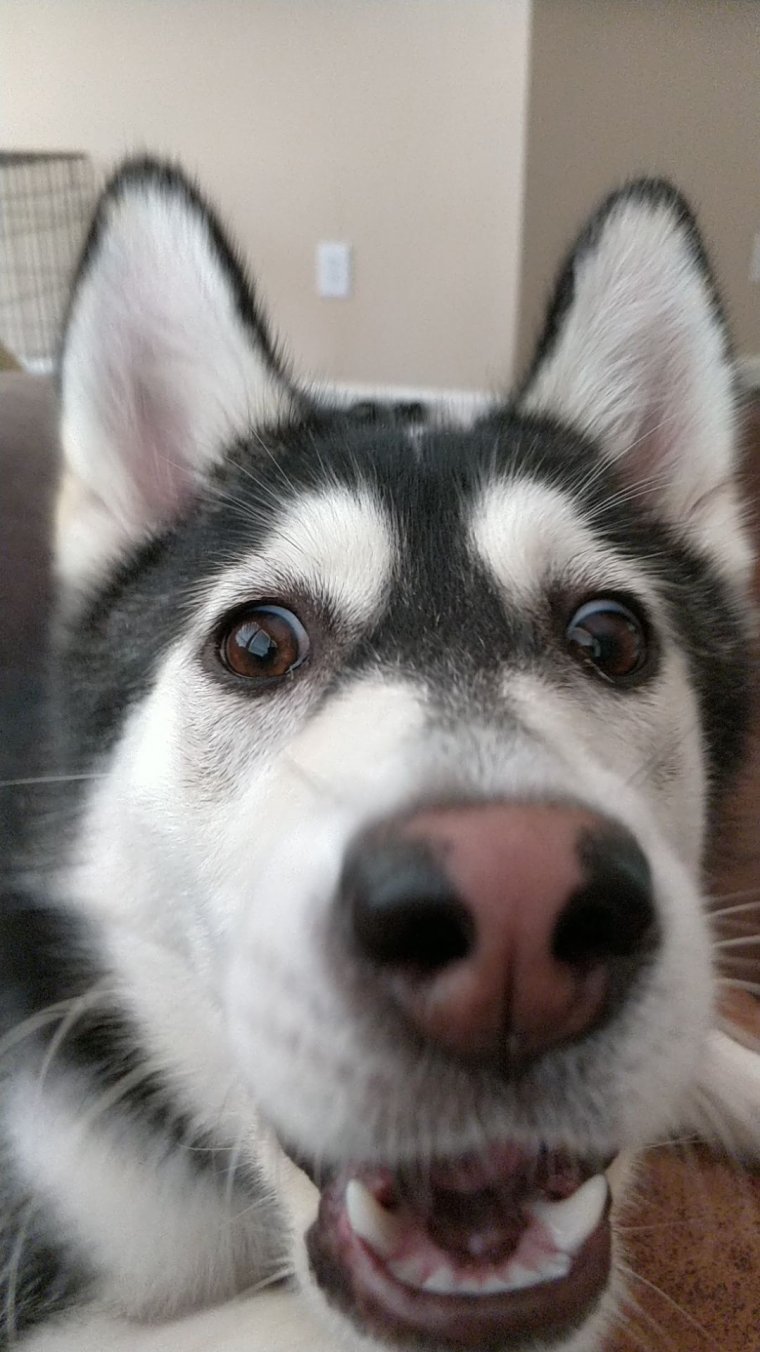 Бешеная хаски