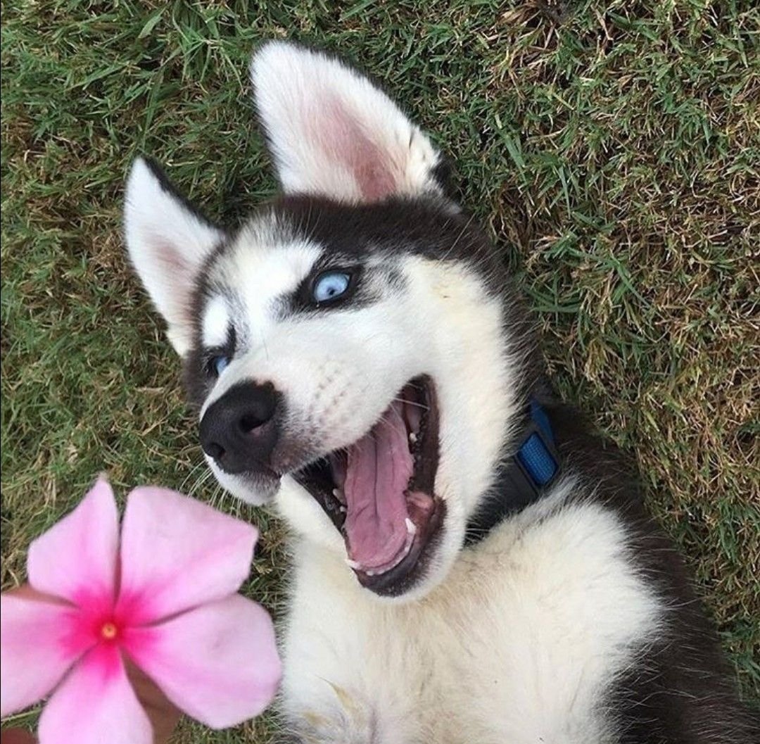 Смешная лайка