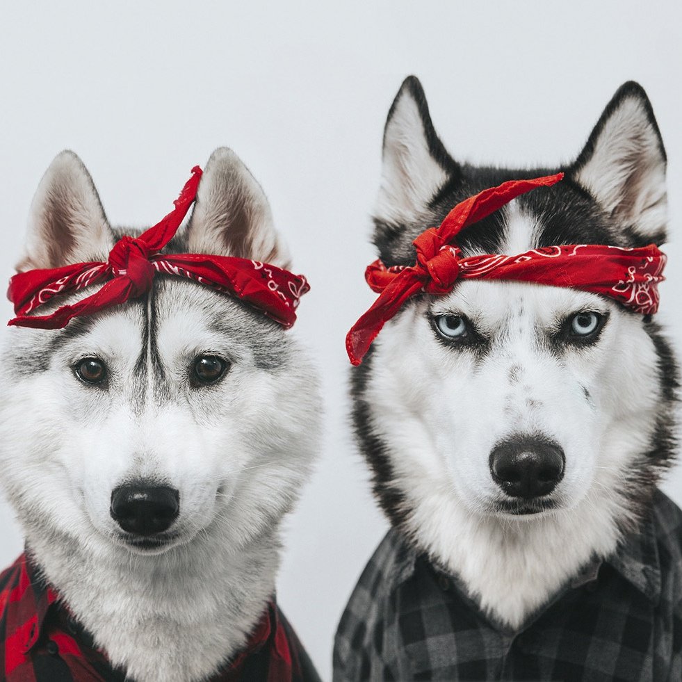 Хаски Монти