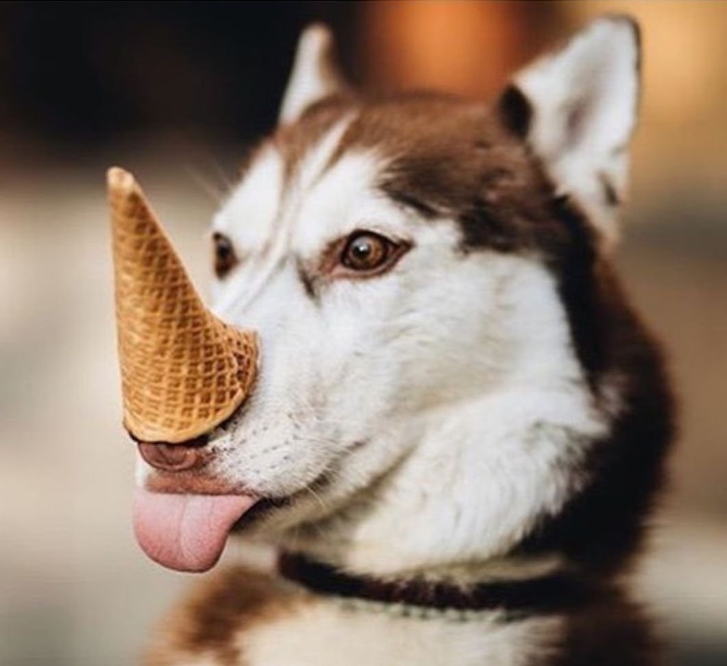 Эстетика собак