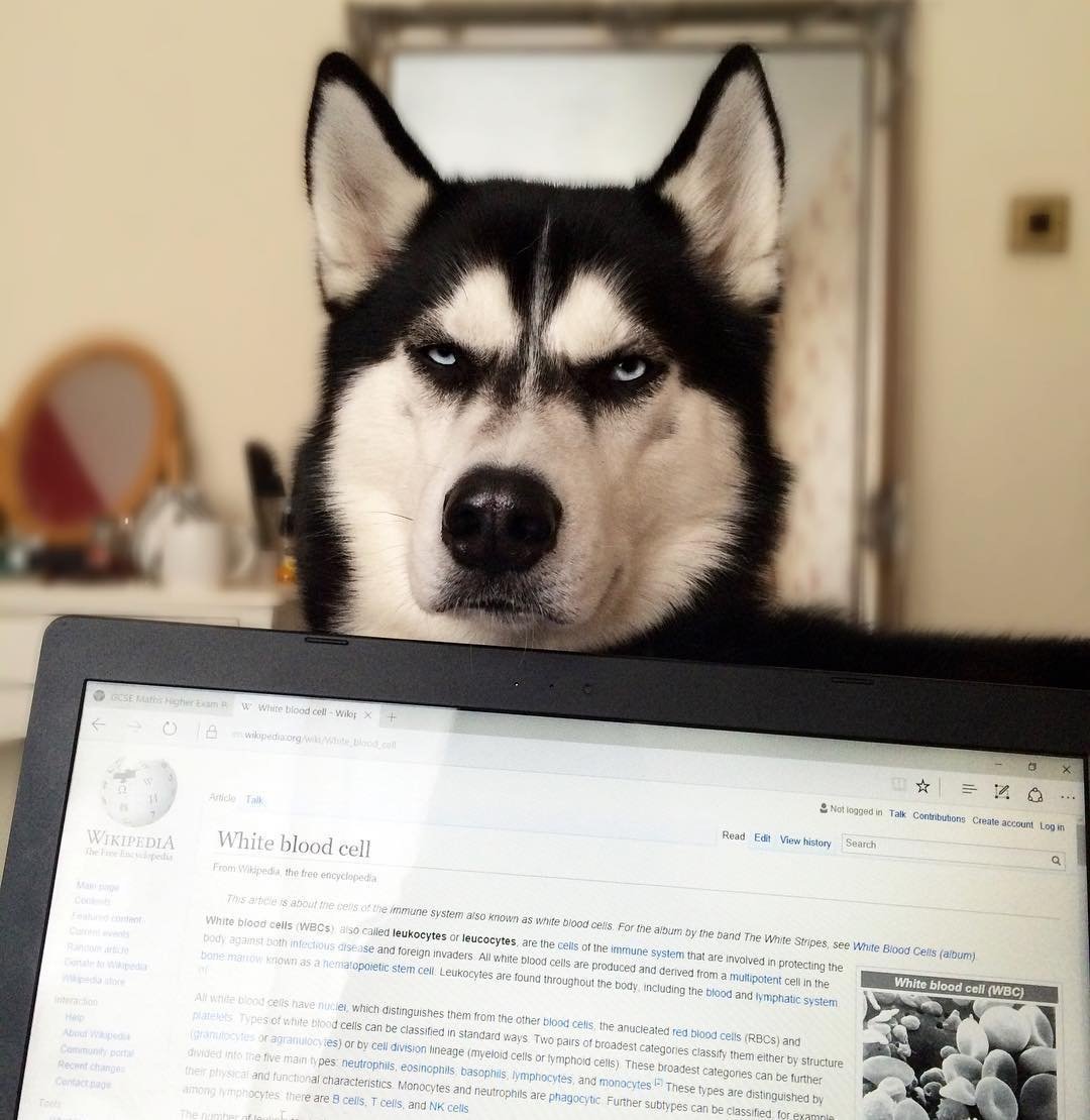 Милая хаски