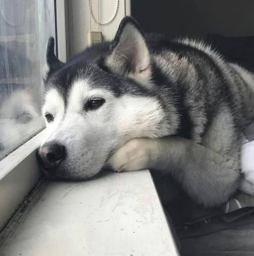 Хаски нюхает