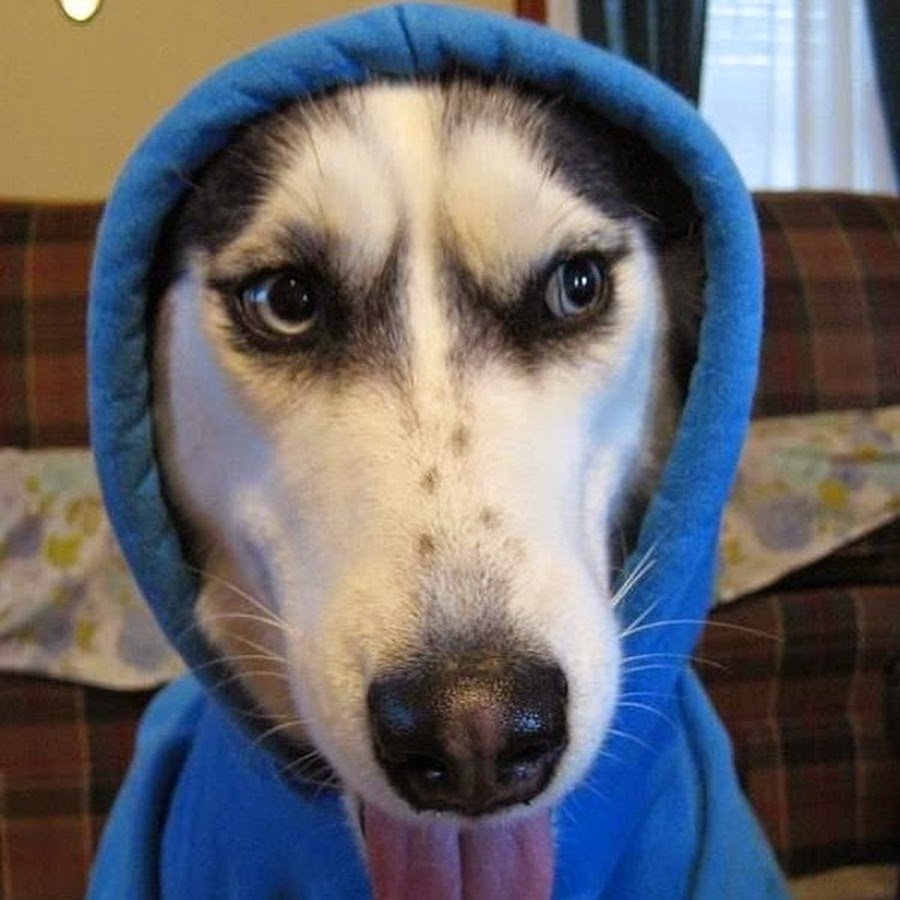 Фурри собака самоед