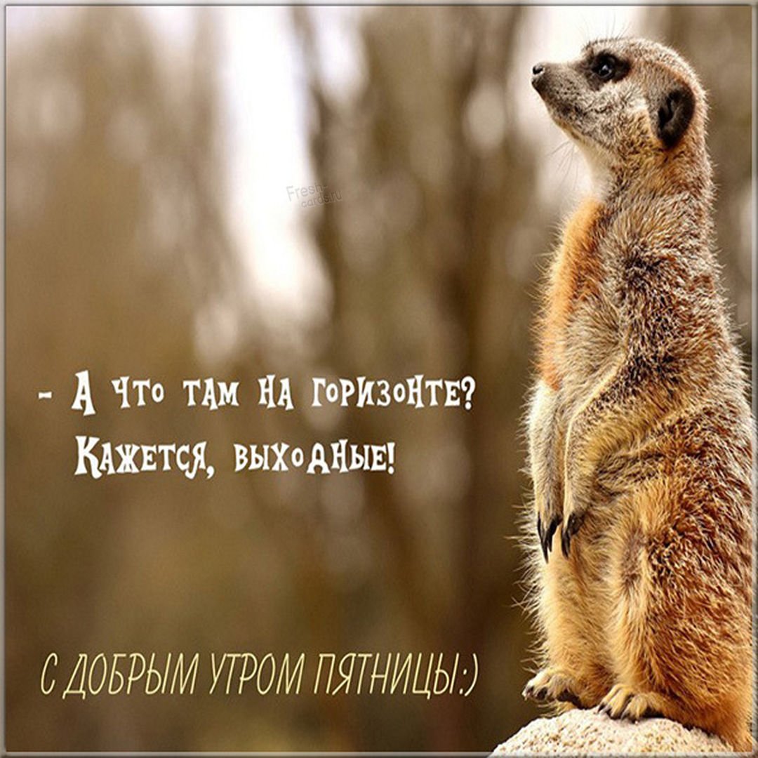 Открытки с добрым утром пятницы