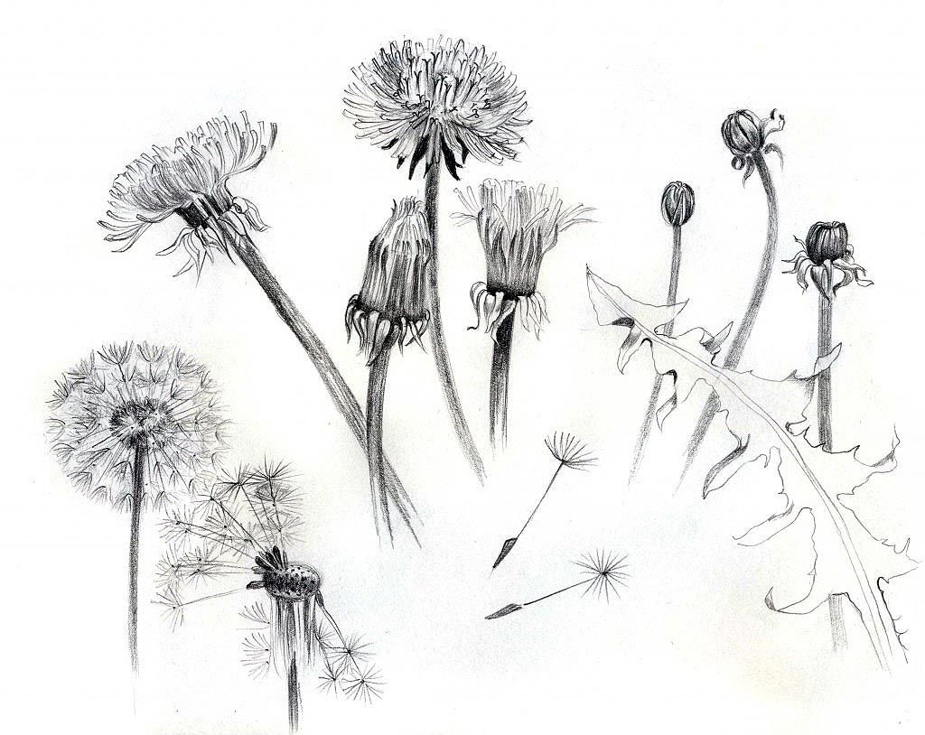 Одуванчик карандашом
