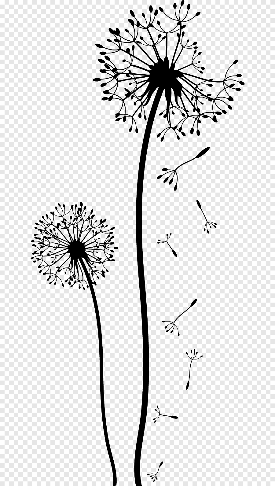 Одуванчик черно-белый рисунок