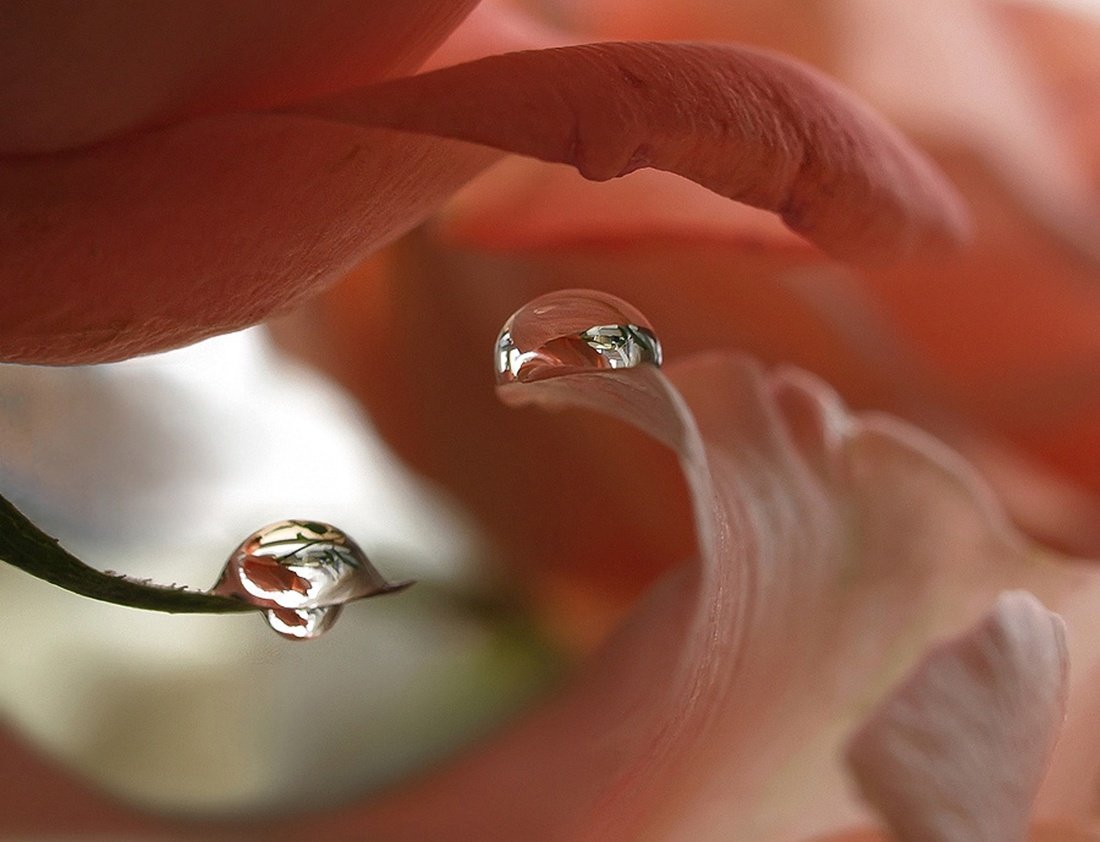 Капля нежности