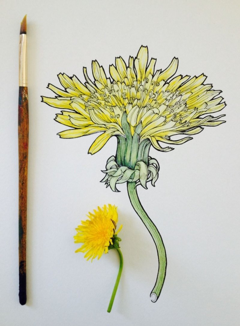 Рисование одуванчик