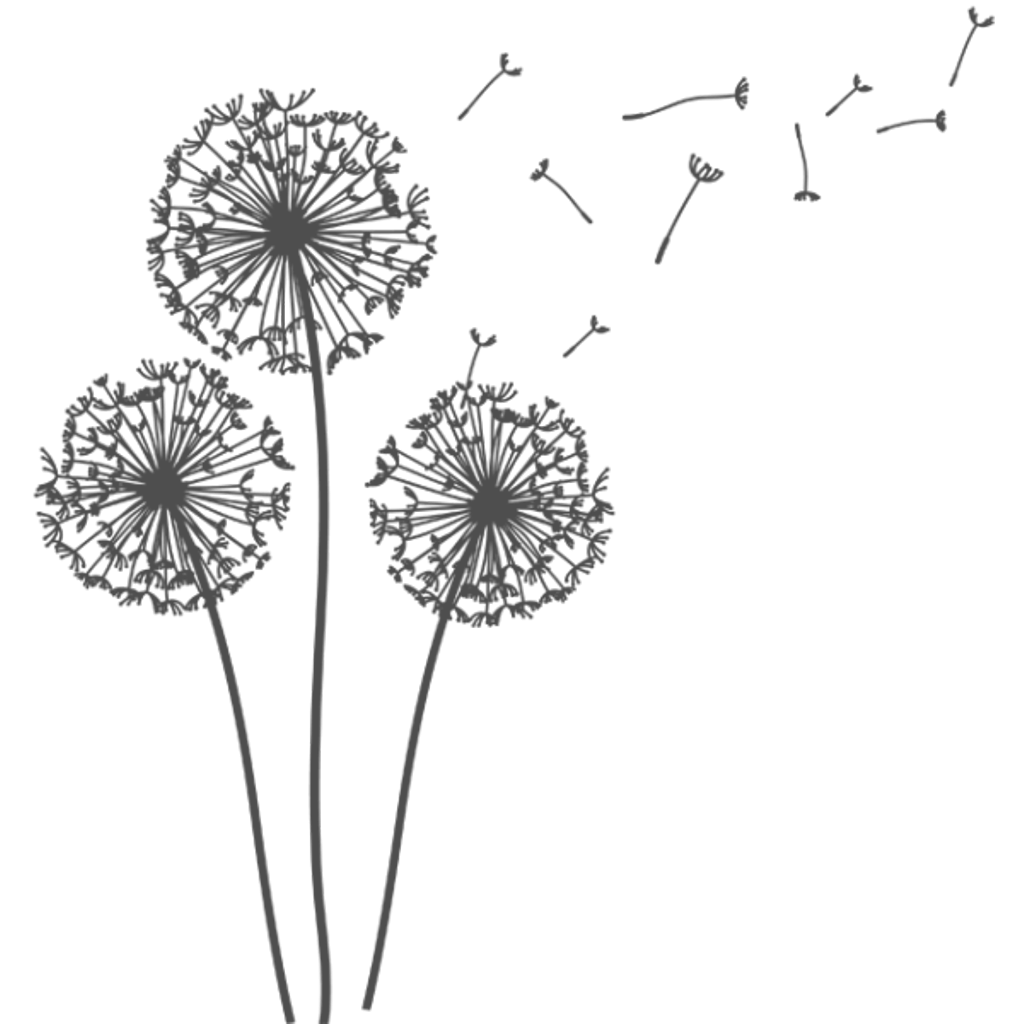 Одуванчик на белом фоне