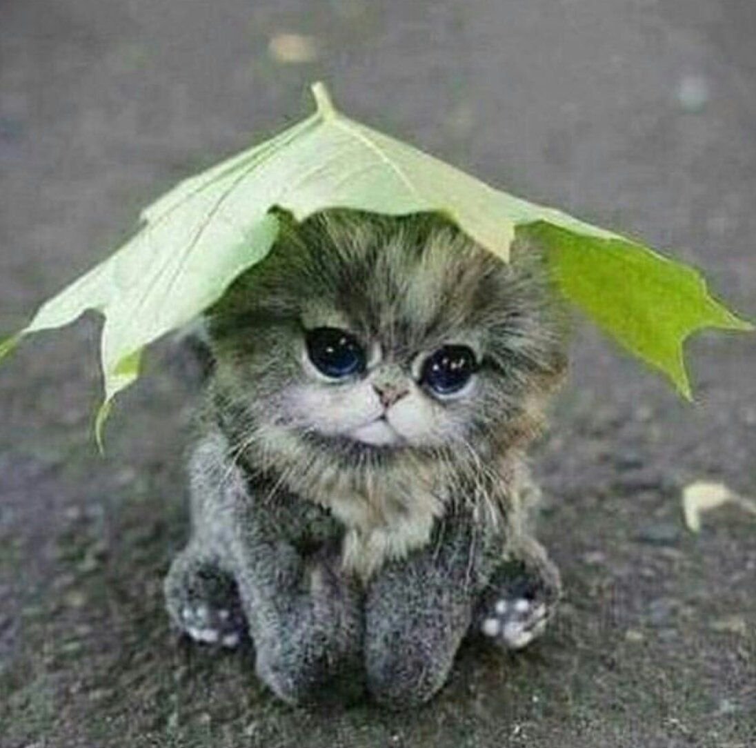 Хорошего настроения в любую погоду