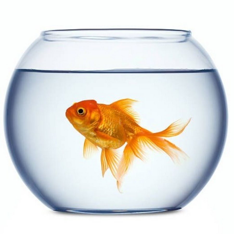 Рыбки для аквариума