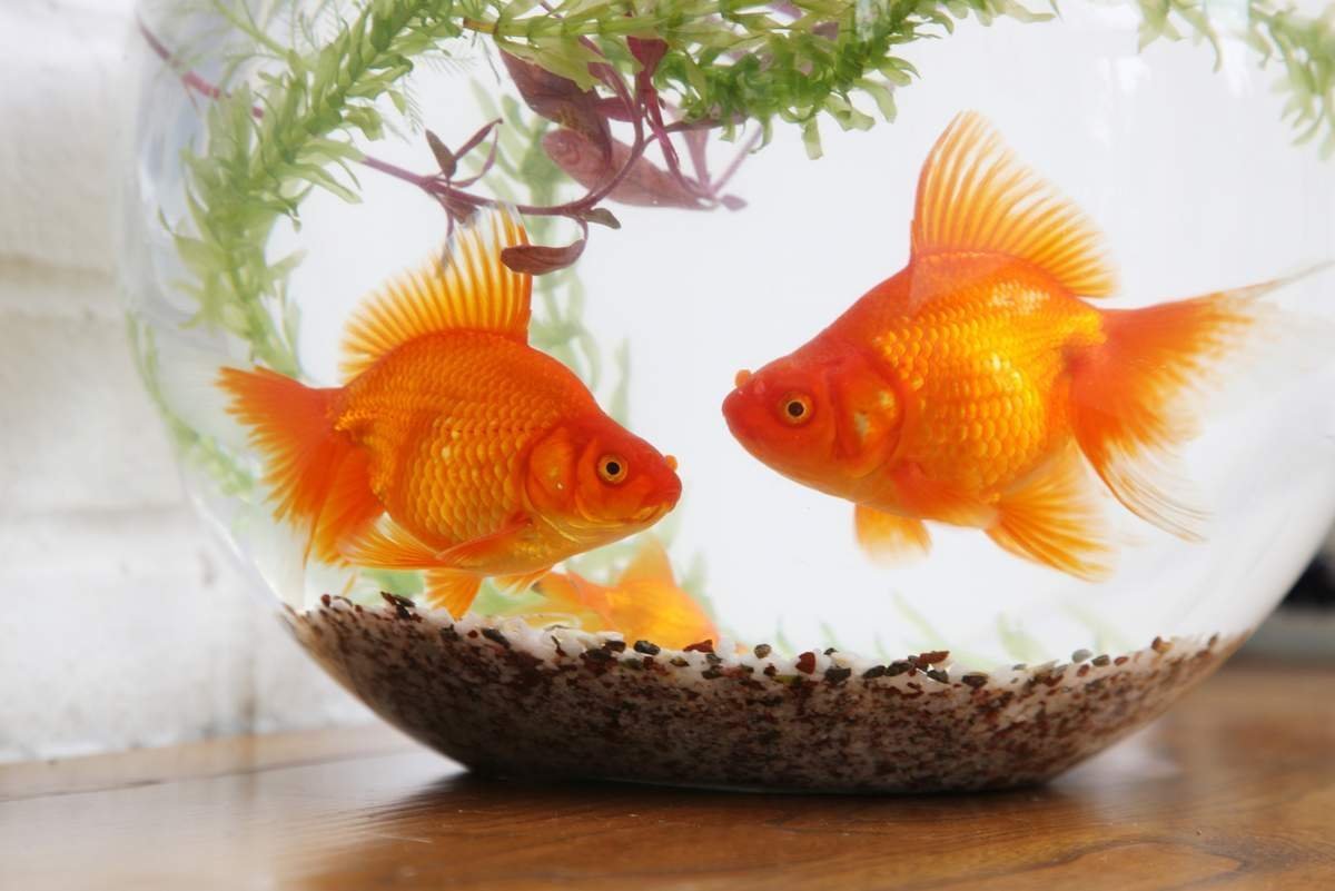 Нарисовать золотую рыбку в аквариуме