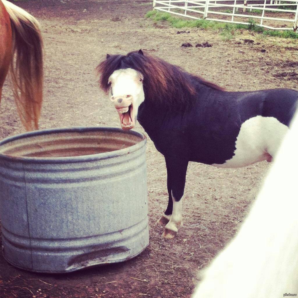 Смешно животные лошадь