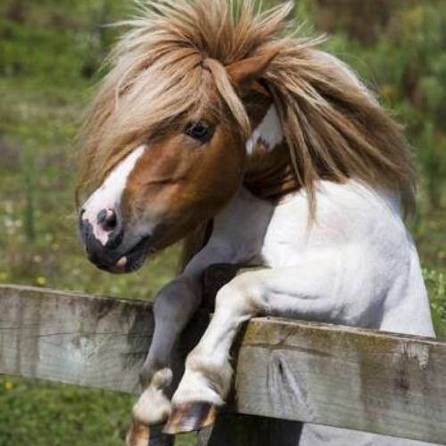 Смешные пони лошади