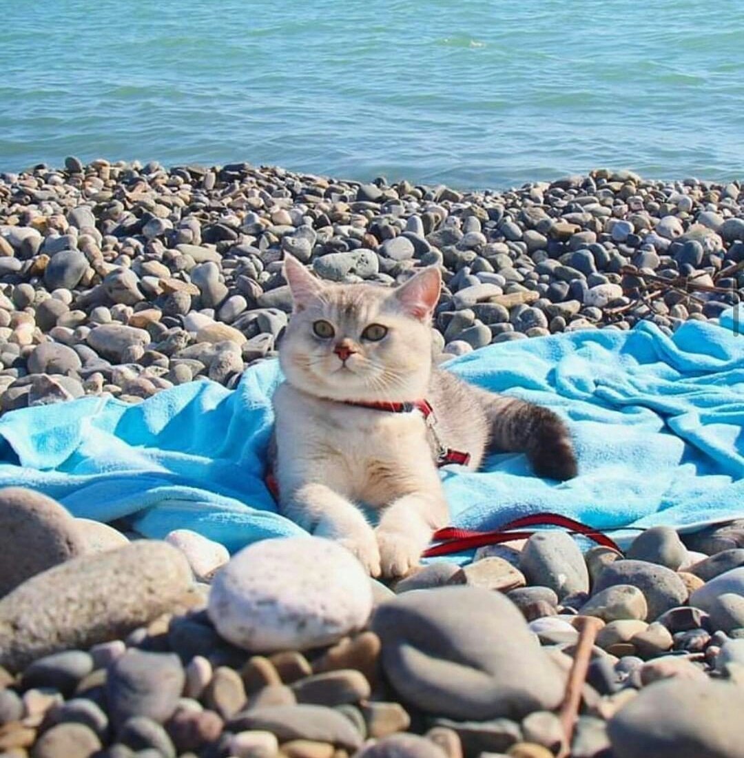 Кот отдыхает на море