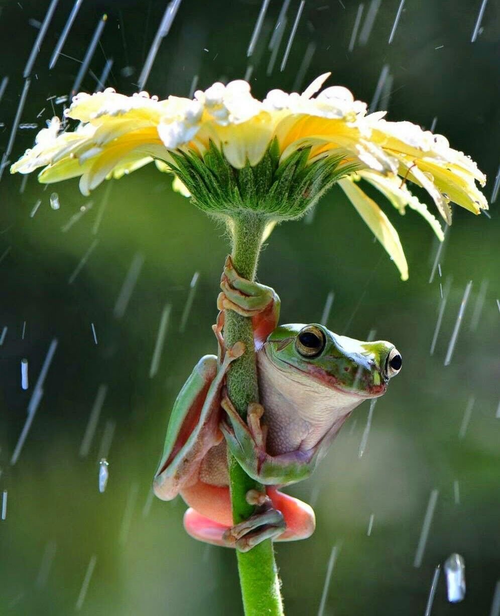 Заставка смайлики