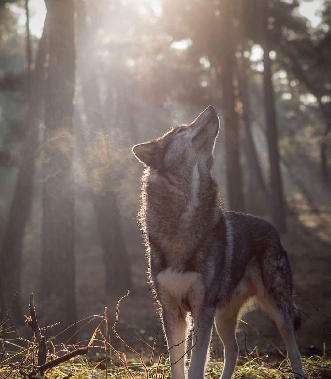 Хаски Нинья