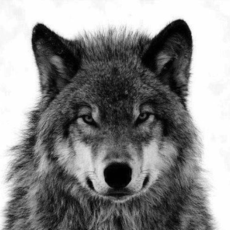 Цитаты волка Мем