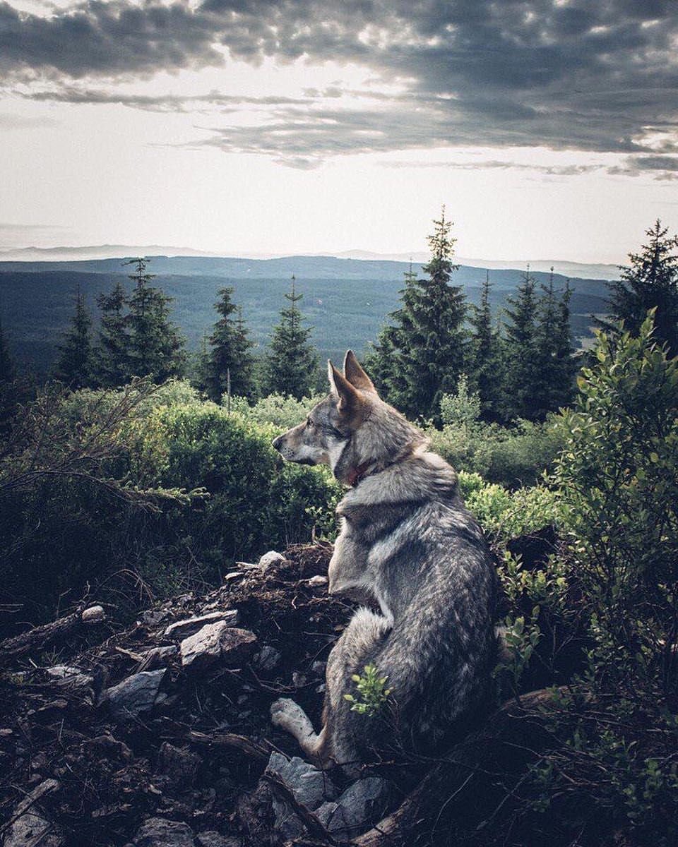 Сохры Волков