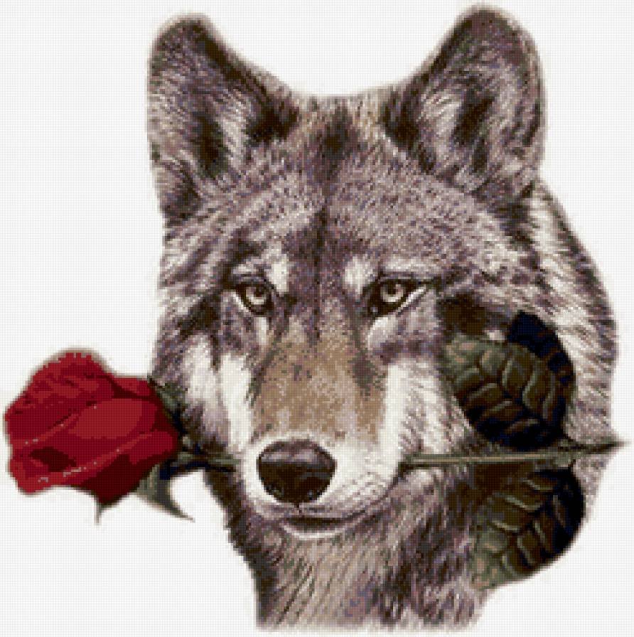 Волк с розой в зубах
