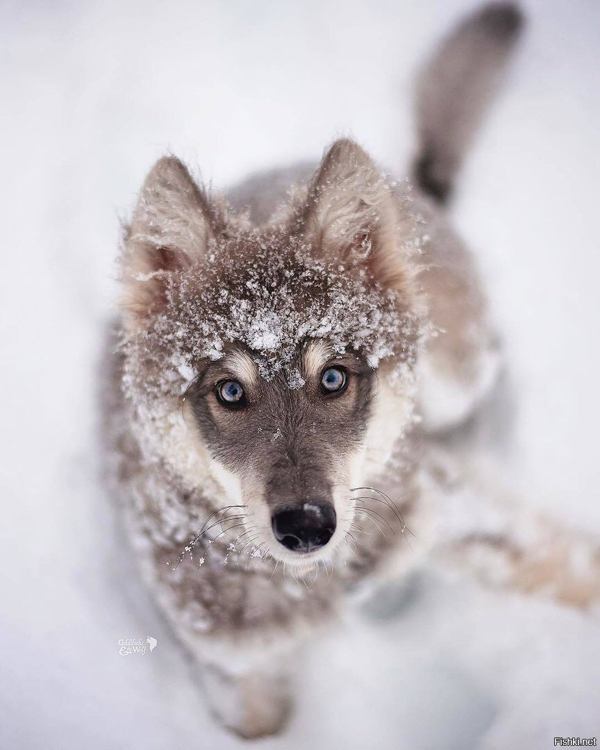 Милые волки