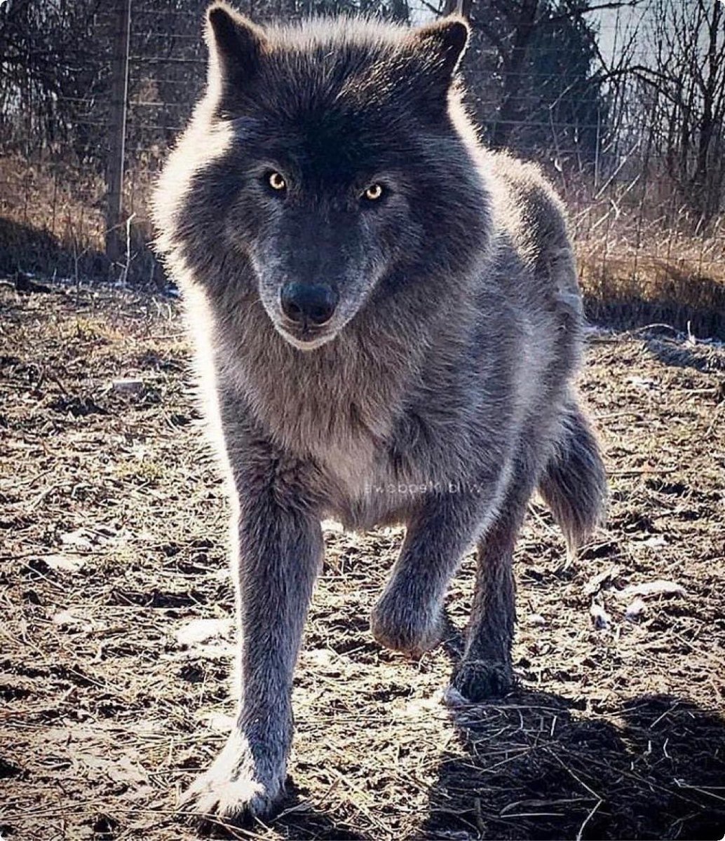 Черный канадский волк Акелла