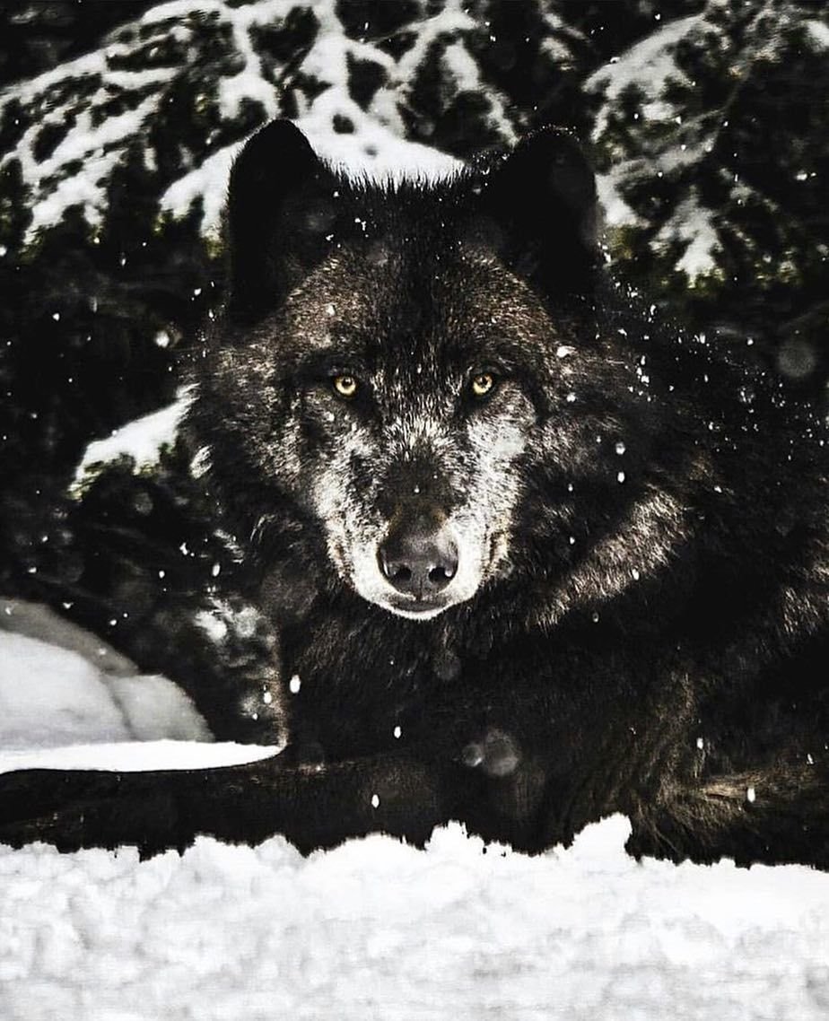 Чёрный волк в снегу