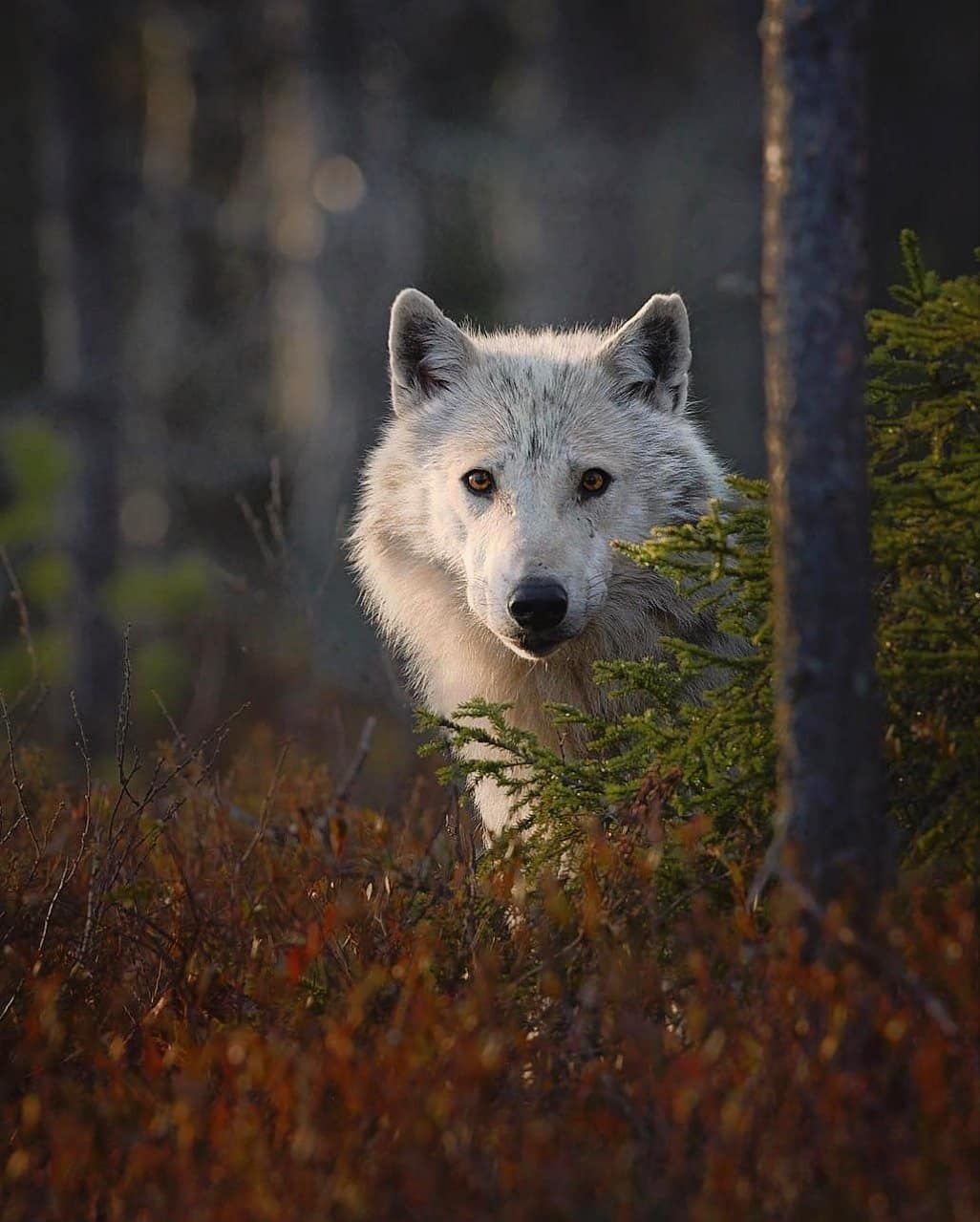 Белый волк в лесу