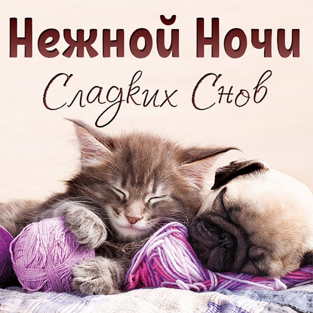 Доброй ночи Ежик