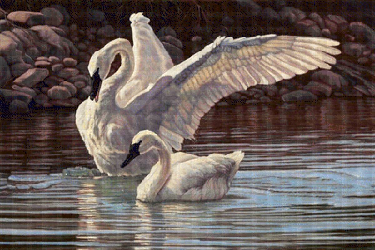 Лебедь в графике