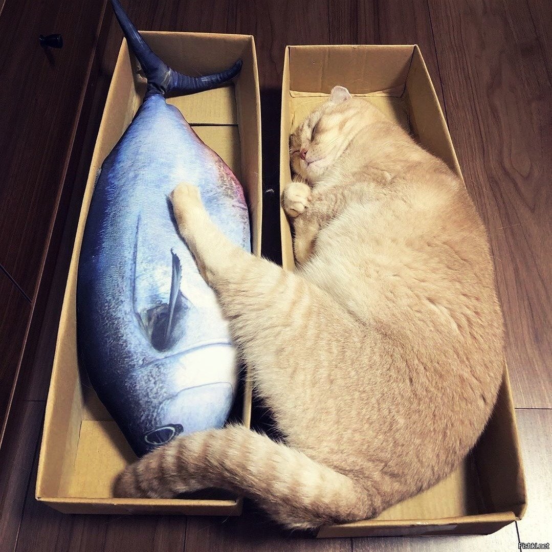 Доброе утро рыба