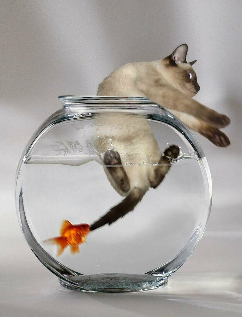 Поймай удачу за хвост